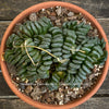 Mothe rplant of Haworthia truncata rare succulent compact drought tolerant plant for sale at TOMs FLOWer CLUB