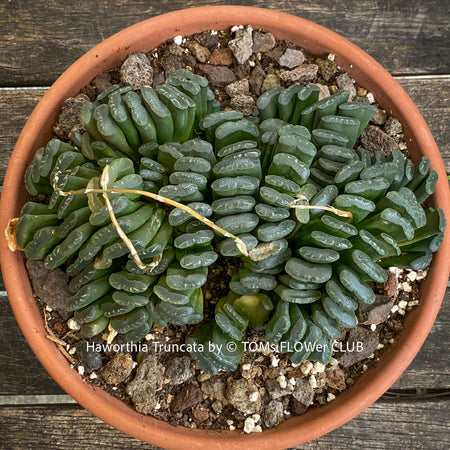 Mothe rplant of Haworthia truncata rare succulent compact drought tolerant plant for sale at TOMs FLOWer CLUB