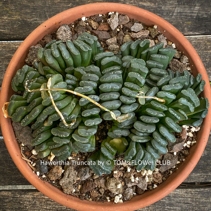 Mothe rplant of Haworthia truncata rare succulent compact drought tolerant plant for sale at TOMs FLOWer CLUB