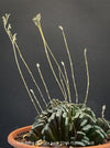 Flowering Haworthia truncata rare succulent compact drought tolerant plant for sale at TOMs FLOWer CLUB