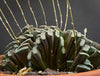 A close-up of a Haworthia truncata succulent plant with fleshy green leaves and numerous thin, upright spires, potted in a terracotta pot, for sale at TOMs FLOWer CLUB.