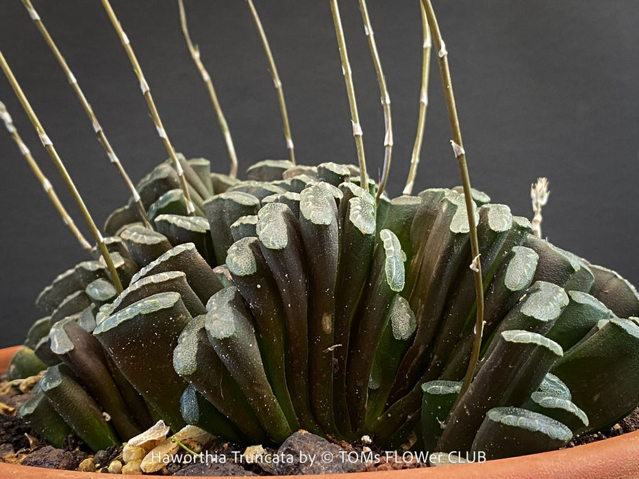A close-up of a Haworthia truncata succulent plant with fleshy green leaves and numerous thin, upright spires, potted in a terracotta pot, for sale at TOMs FLOWer CLUB.