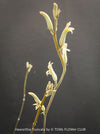 Flowers of Haworthia truncata rare succulent compact drought tolerant plant for sale at TOMs FLOWer CLUB