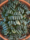 Flowering Haworthia truncata rare succulent compact drought tolerant plant for sale at TOMs FLOWer CLUB