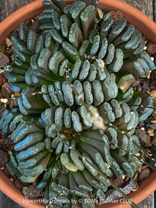 Flowering Haworthia truncata rare succulent compact drought tolerant plant for sale at TOMs FLOWer CLUB