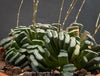 Flowering Haworthia truncata rare succulent compact drought tolerant plant for sale at TOMs FLOWer CLUB