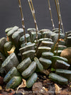 Flowering Haworthia truncata rare succulent compact drought tolerant plant for sale at TOMs FLOWer CLUB