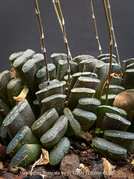 Flowering Haworthia truncata rare succulent compact drought tolerant plant for sale at TOMs FLOWer CLUB