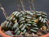 Flowering Haworthia truncata rare succulent compact drought tolerant plant for sale at TOMs FLOWer CLUB
