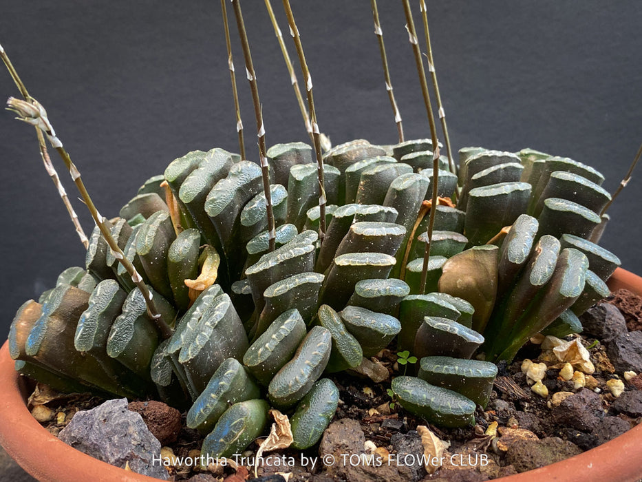 Flowering Haworthia truncata rare succulent compact drought tolerant plant for sale at TOMs FLOWer CLUB