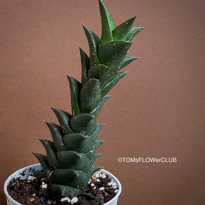 Haworthia Viscosa, organically grown succulent plants for sale at TOMs FLOWer CLUB.