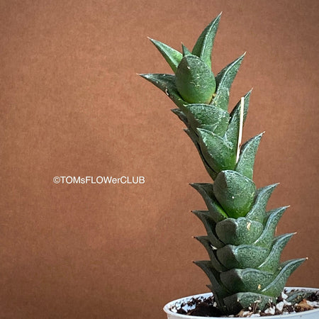 Haworthia Viscosa, organically grown succulent plants for sale at TOMs FLOWer CLUB.
