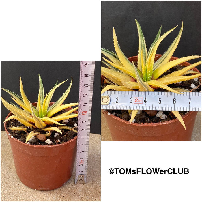 Haworthiopsis Attenuata Aurea Variegata, Haworthia, organically grown succulent plants for sale at TOMs FLOWer CLUB.