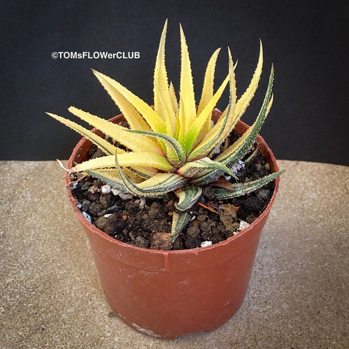 Haworthiopsis Attenuata Aurea Variegata, Haworthia, organically grown succulent plants for sale at TOMs FLOWer CLUB.