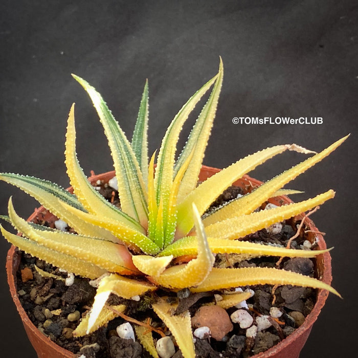 Haworthiopsis Attenuata Aurea Variegata, Haworthia, organically grown succulent plants for sale at TOMs FLOWer CLUB.