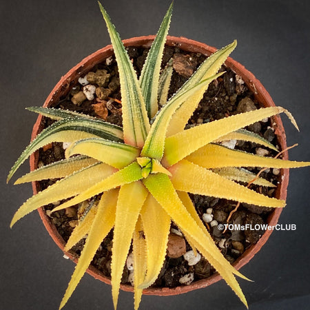 Haworthiopsis Attenuata Aurea Variegata, Haworthia, organically grown succulent plants for sale at TOMs FLOWer CLUB.