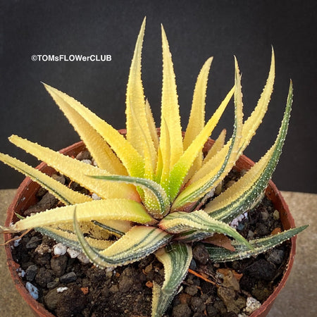 Haworthiopsis Attenuata Aurea Variegata, Haworthia, organically grown succulent plants for sale at TOMs FLOWer CLUB.