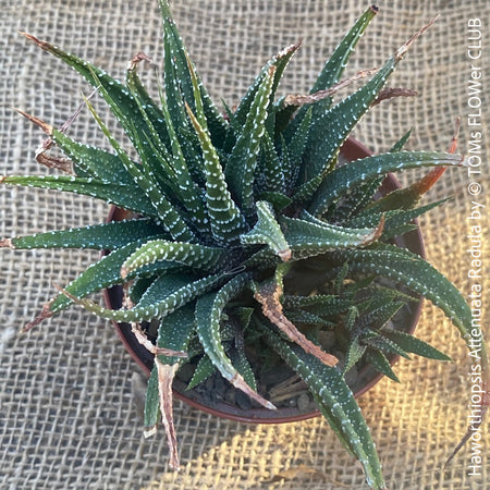 Haworthiopsis Attenuata Radula, organically grown succulent plants for sale at TOMs FLOWer CLUB.