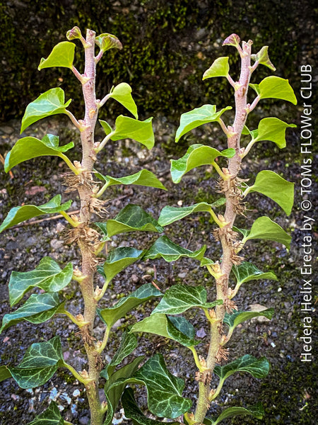 Hedera helix ‘Erecta’ from TOMs FLOWer CLUB; rare upright ivy with sculptural form, organically grown and fully established for refined indoor plant styling.