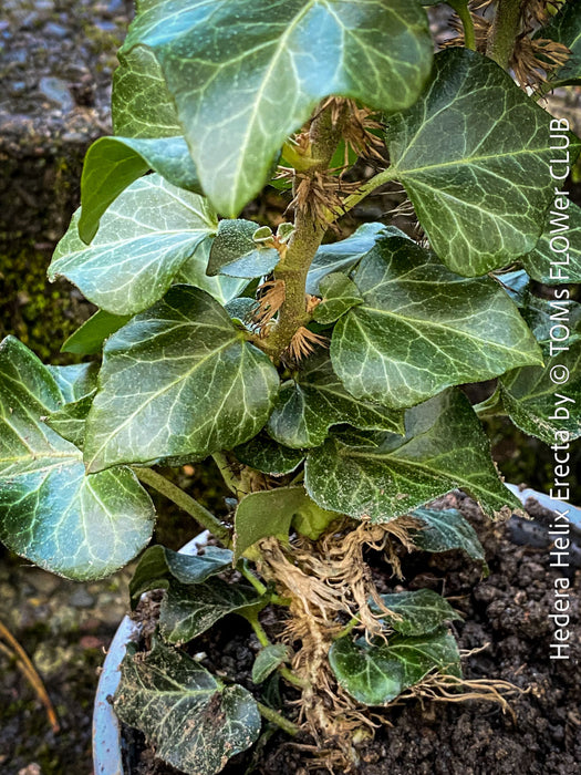 Hedera helix ‘Erecta’ from TOMs FLOWer CLUB; rare upright ivy with sculptural form, organically grown and fully established for refined indoor plant styling.
