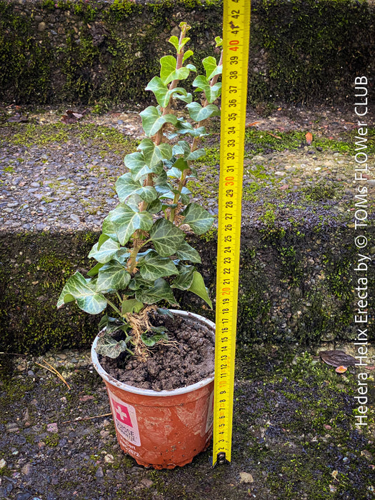 Hedera helix ‘Erecta’ from TOMs FLOWer CLUB; rare upright ivy with sculptural form, organically grown and fully established for refined indoor plant styling.