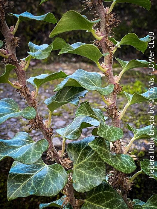 Hedera helix ‘Erecta’ from TOMs FLOWer CLUB; rare upright ivy with sculptural form, organically grown and fully established for refined indoor plant styling.