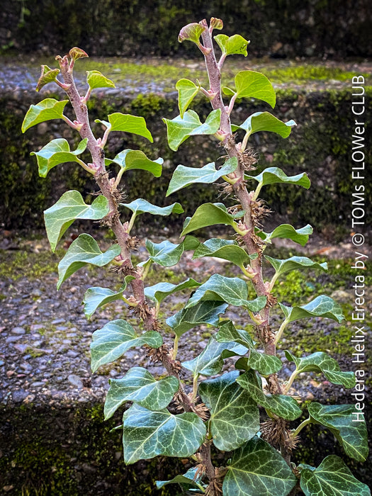 Hedera helix ‘Erecta’ from TOMs FLOWer CLUB; rare upright ivy with sculptural form, organically grown and fully established for refined indoor plant styling.