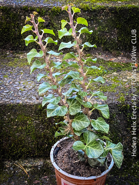 Hedera helix ‘Erecta’ from TOMs FLOWer CLUB; rare upright ivy with sculptural form, organically grown and fully established for refined indoor plant styling.