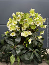 Helleborus Niger - Christmas Rose, Christmas rose, Christrose, organically grown garden parential plants for sale at TOMs FLOWer CLUB, white flowering