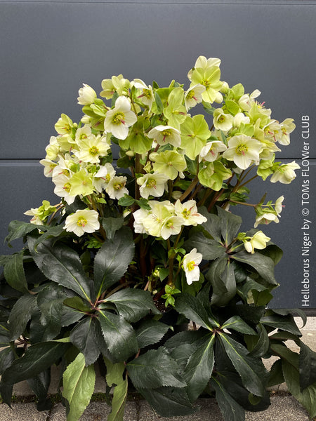Helleborus Niger - Christmas Rose, Christmas rose, Christrose, organically grown garden parential plants for sale at TOMs FLOWer CLUB, white flowering