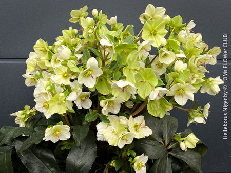 Helleborus Niger - Christmas Rose, Christmas rose, Christrose, organically grown garden parential plants for sale at TOMs FLOWer CLUB, white flowering