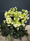 Helleborus Niger - Christmas Rose, Christmas rose, Christrose, organically grown garden parential plants for sale at TOMs FLOWer CLUB, white flowering