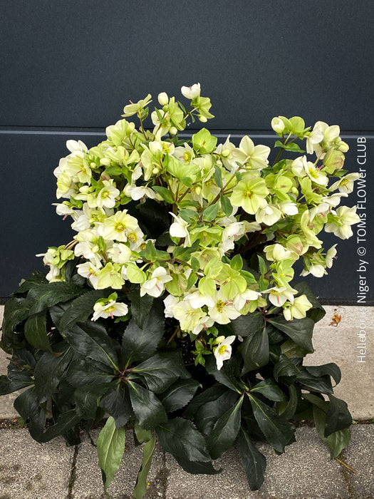 Helleborus Niger - Christmas Rose, Christmas rose, Christrose, organically grown garden parential plants for sale at TOMs FLOWer CLUB, white flowering