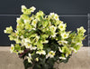 Helleborus Niger - Christmas Rose, Christmas rose, Christrose, organically grown garden parential plants for sale at TOMs FLOWer CLUB, white flowering