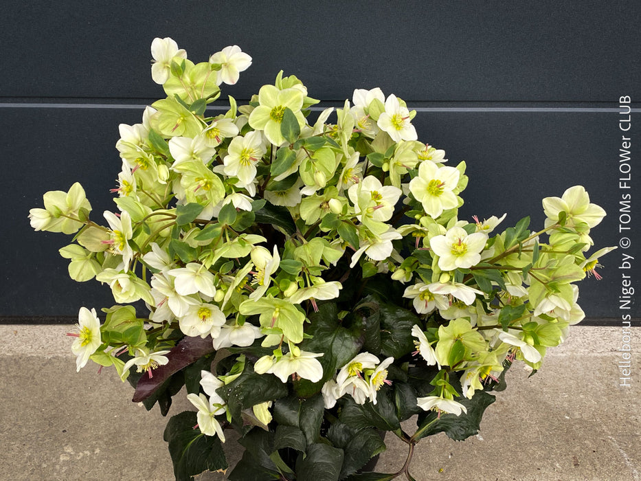 Helleborus Niger - Christmas Rose, Christmas rose, Christrose, organically grown garden parential plants for sale at TOMs FLOWer CLUB, white flowering