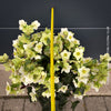 Helleborus Niger - Christmas Rose, Christmas rose, Christrose, organically grown garden parential plants for sale at TOMs FLOWer CLUB, white flowering