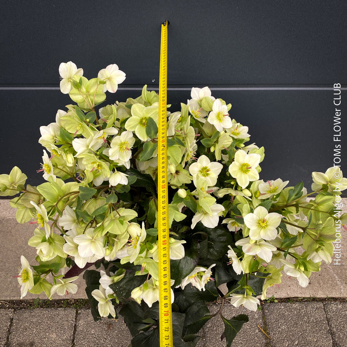 Helleborus Niger - Christmas Rose, Christmas rose, Christrose, organically grown garden parential plants for sale at TOMs FLOWer CLUB, white flowering