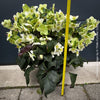 Helleborus Niger - Christmas Rose, Christmas rose, Christrose, organically grown garden parential plants for sale at TOMs FLOWer CLUB, white flowering