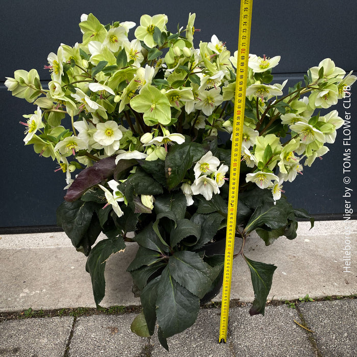 Helleborus Niger - Christmas Rose, Christmas rose, Christrose, organically grown garden parential plants for sale at TOMs FLOWer CLUB, white flowering