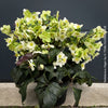 Helleborus Niger - Christmas Rose, Christmas rose, Christrose, organically grown garden parential plants for sale at TOMs FLOWer CLUB, white flowering