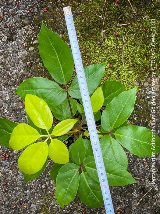 Schefflera Actinophylla, Schefflera, Heptapleurum Actinophyllum Golden Amate, organically grown tropical plants for sale at TOMs FLOWer CLUB