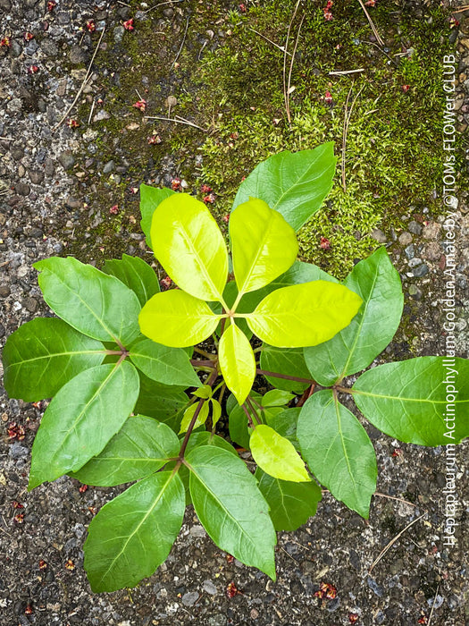 Schefflera Actinophylla, Schefflera, Heptapleurum Actinophyllum Golden Amate, organically grown tropical plants for sale at TOMs FLOWer CLUB