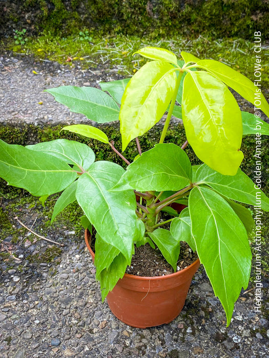 Schefflera Actinophylla, Schefflera, Heptapleurum Actinophyllum Golden Amate, organically grown tropical plants for sale at TOMs FLOWer CLUB