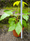 Schefflera Actinophylla, Schefflera, Heptapleurum Actinophyllum Golden Amate, organically grown tropical plants for sale at TOMs FLOWer CLUB