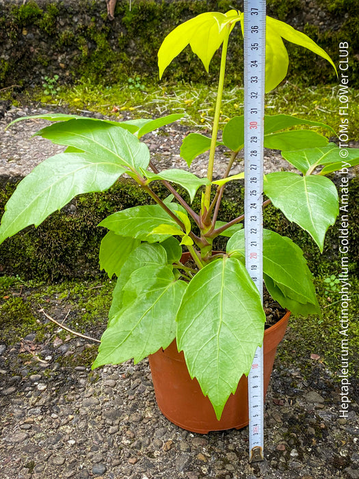 Schefflera Actinophylla, Schefflera, Heptapleurum Actinophyllum Golden Amate, organically grown tropical plants for sale at TOMs FLOWer CLUB
