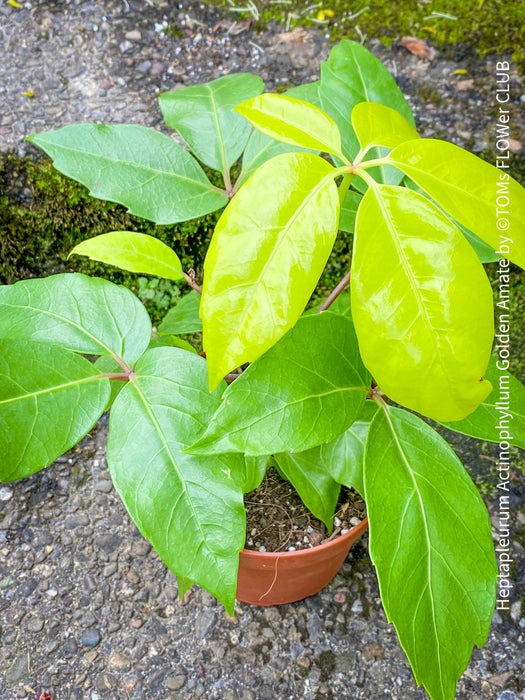 Schefflera Actinophylla, Schefflera, Heptapleurum Actinophyllum Golden Amate, organically grown tropical plants for sale at TOMs FLOWer CLUB