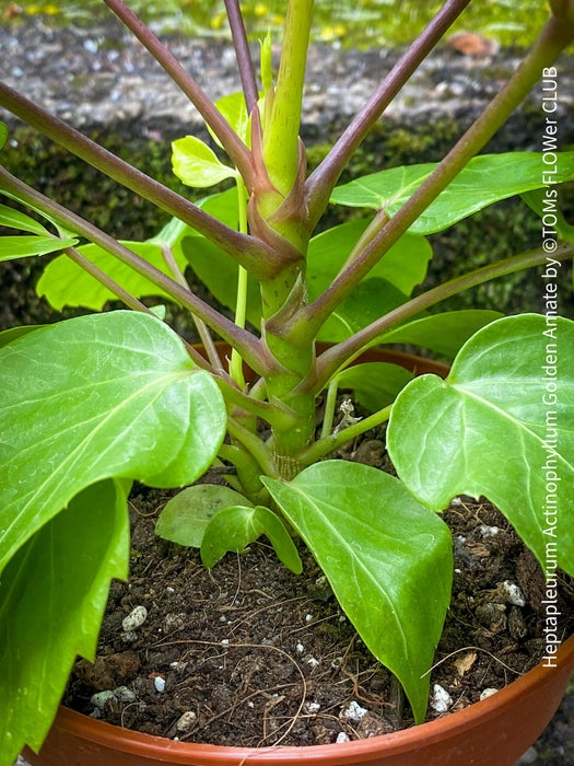 Schefflera Actinophylla, Schefflera, Heptapleurum Actinophyllum Golden Amate, organically grown tropical plants for sale at TOMs FLOWer CLUB