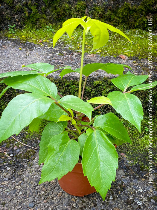 Schefflera Actinophylla, Schefflera, Heptapleurum Actinophyllum Golden Amate, organically grown tropical plants for sale at TOMs FLOWer CLUB