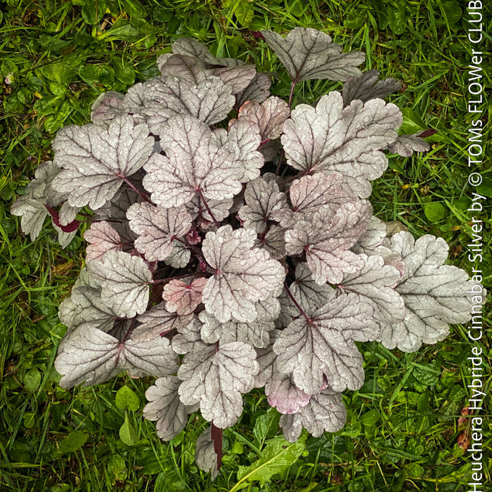 Heuchera Cinnabar Silver, Coral Bells, Organically grown Heuchera plants, parential, Gartenstaude - Purpurglöckchen, for sale at TOMs FLOWer CLUB.