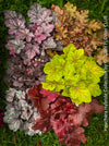 Heuchera, Coral Bells Collection, Organically grown Heuchera plants, parential, Gartenstaude - Purpurglöckchen, for sale at TOMs FLOWer CLUB.